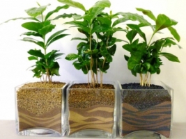 8 loại cây có tác dụng hút ẩm, diệt nấm mốc trong nhà